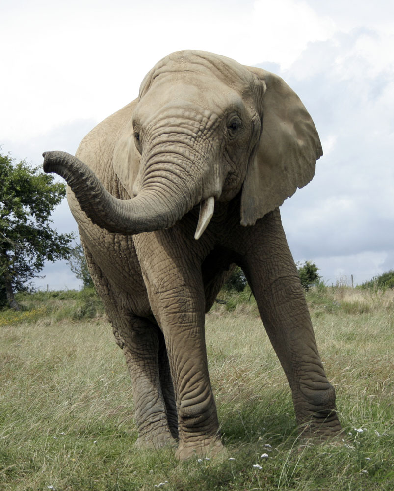 Fonds d'cran Animaux Elphants 