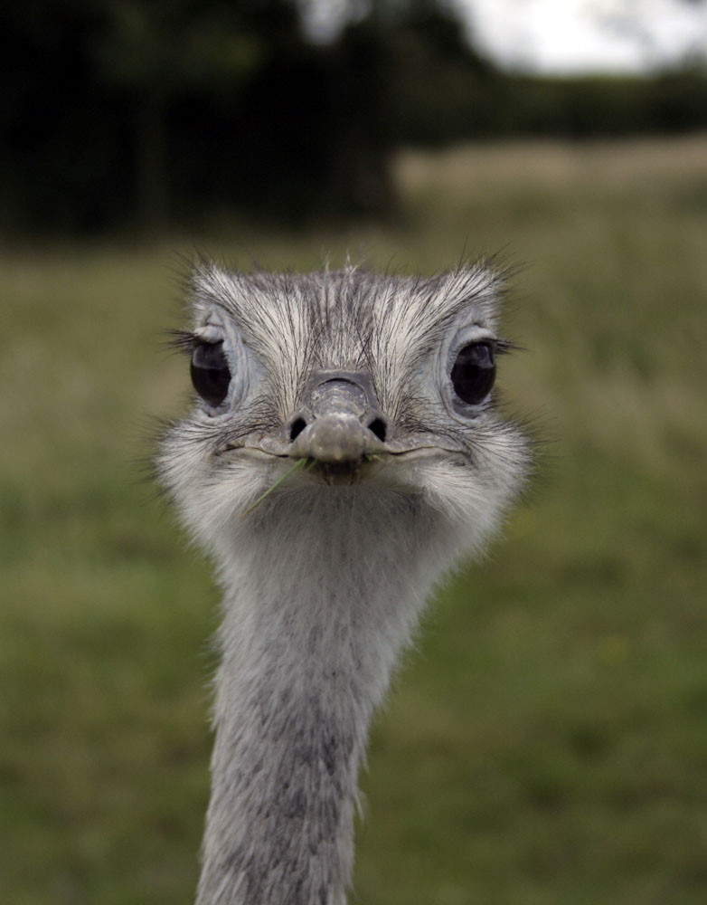 Wallpapers Animals Birds - Ostriches and Emus 