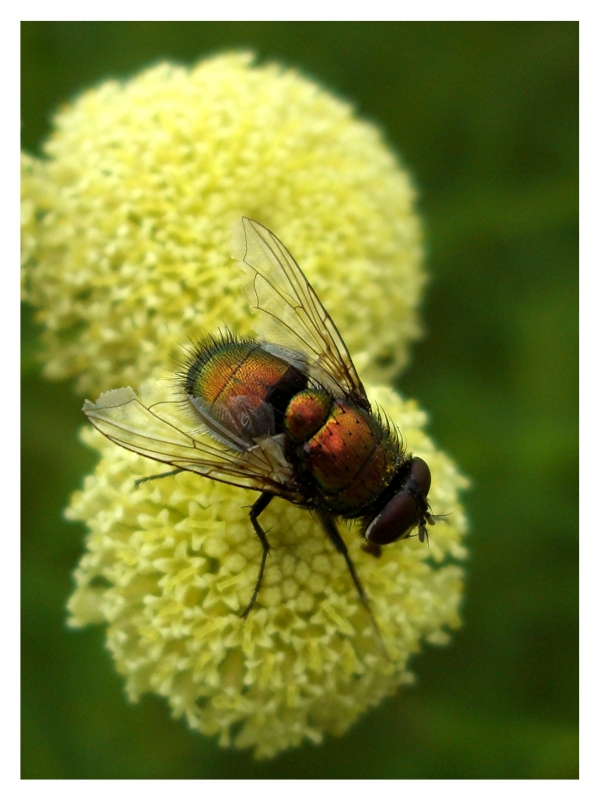 Fonds d'cran Animaux Insectes - Mouches La mouche