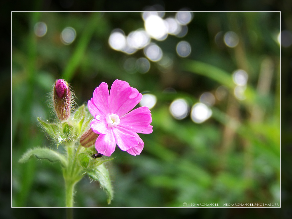 Wallpapers Nature Flowers Isole