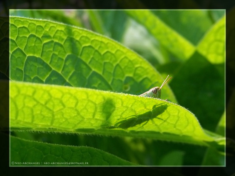 Fonds d'cran Animaux Insectes - Sauterelles et Criquets Cach