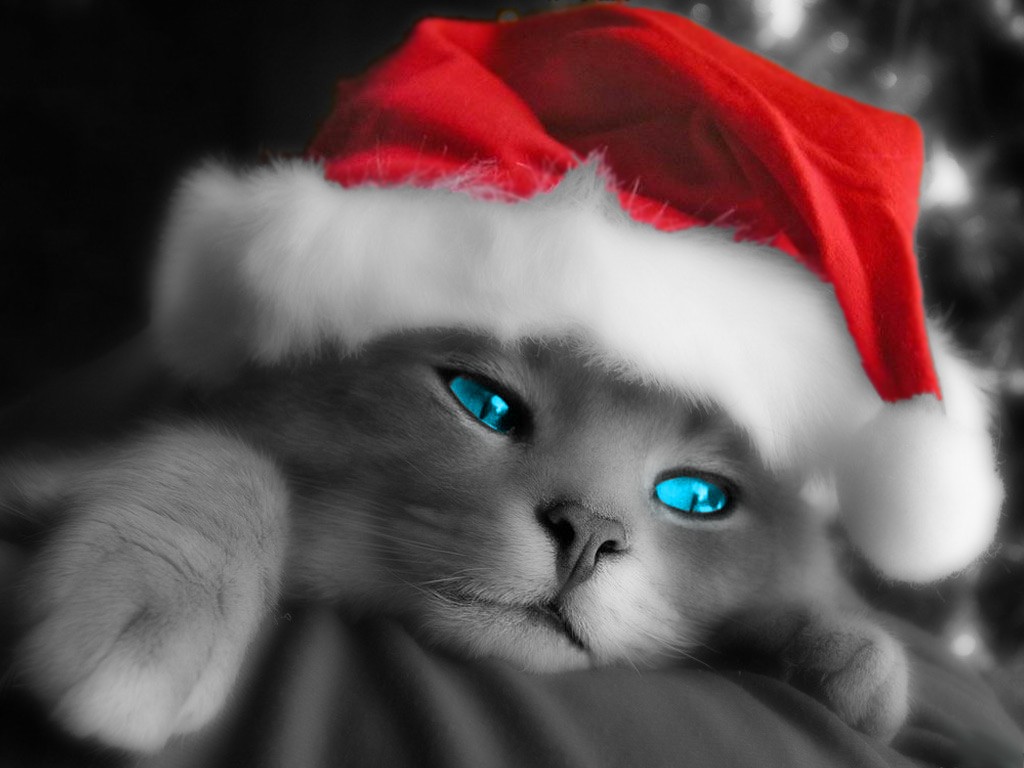 Fonds d'cran Animaux Chats - Chatons Christmas Cat