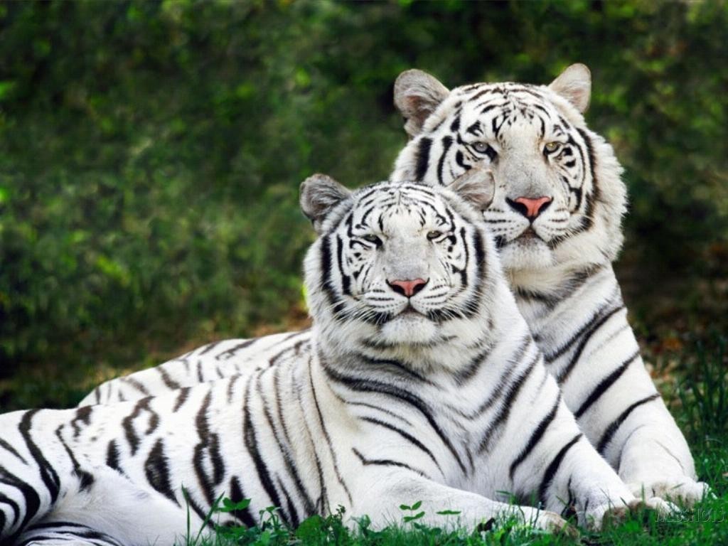 Fonds d'cran Animaux Flins - Tigres Family feline:Tigers