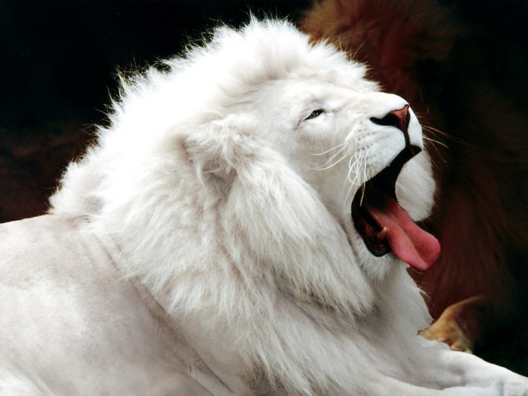 Wallpapers Animals Felines - Lions White Lion