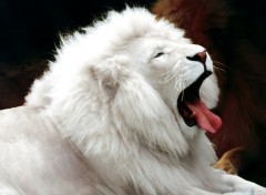 Fonds d'cran Animaux White Lion