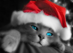 Fonds d'cran Animaux Christmas Cat