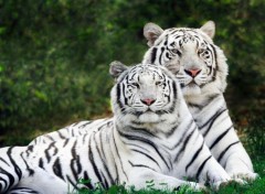 Wallpapers Animals Family feline:Tigers