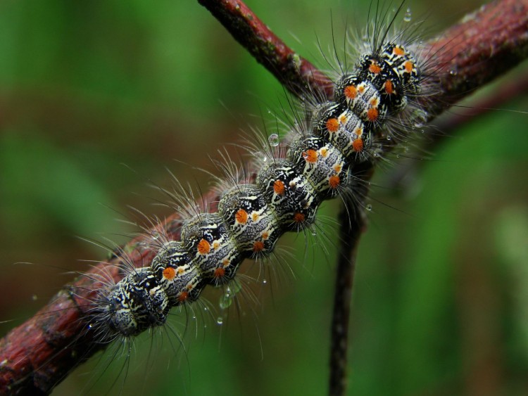 Wallpapers Animals Insects - Caterpillars Chenille apres la pluie