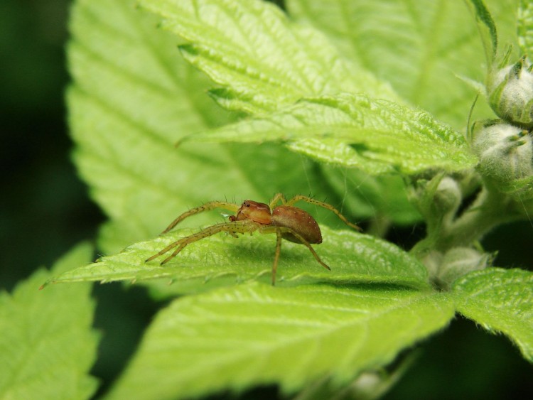 Fonds d'cran Animaux Araignes sous une feuilles