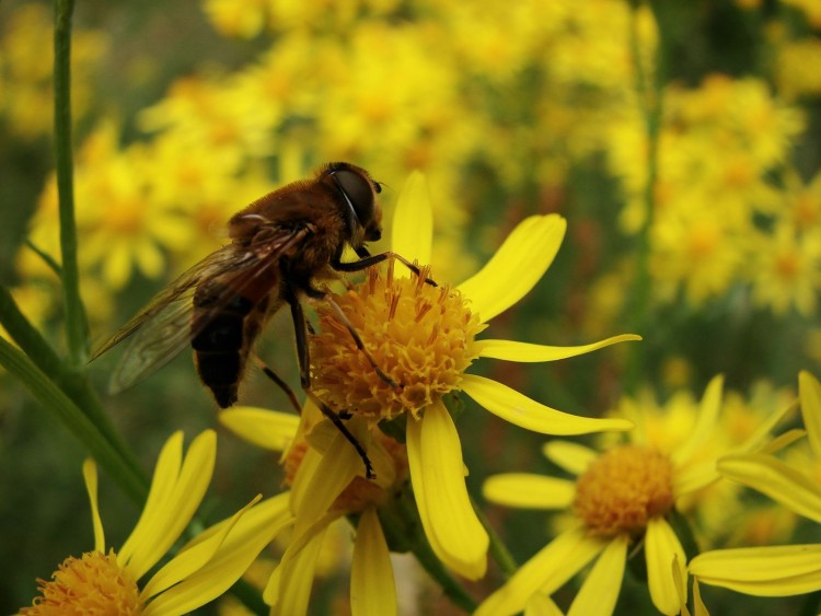 Fonds d'cran Animaux Insectes - Abeilles Gupes ... butinage