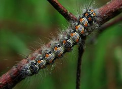 Wallpapers Animals Chenille apres la pluie