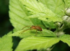 Fonds d'cran Animaux sous une feuilles