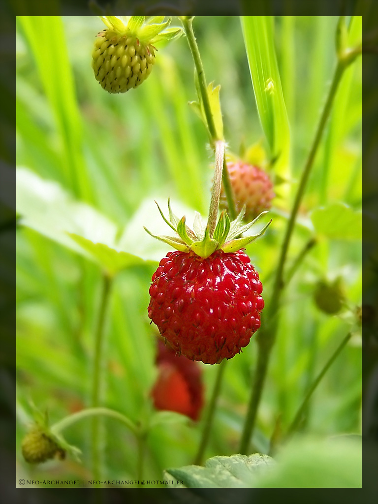 Fonds d'cran Nature Fruits Douceur des bois.