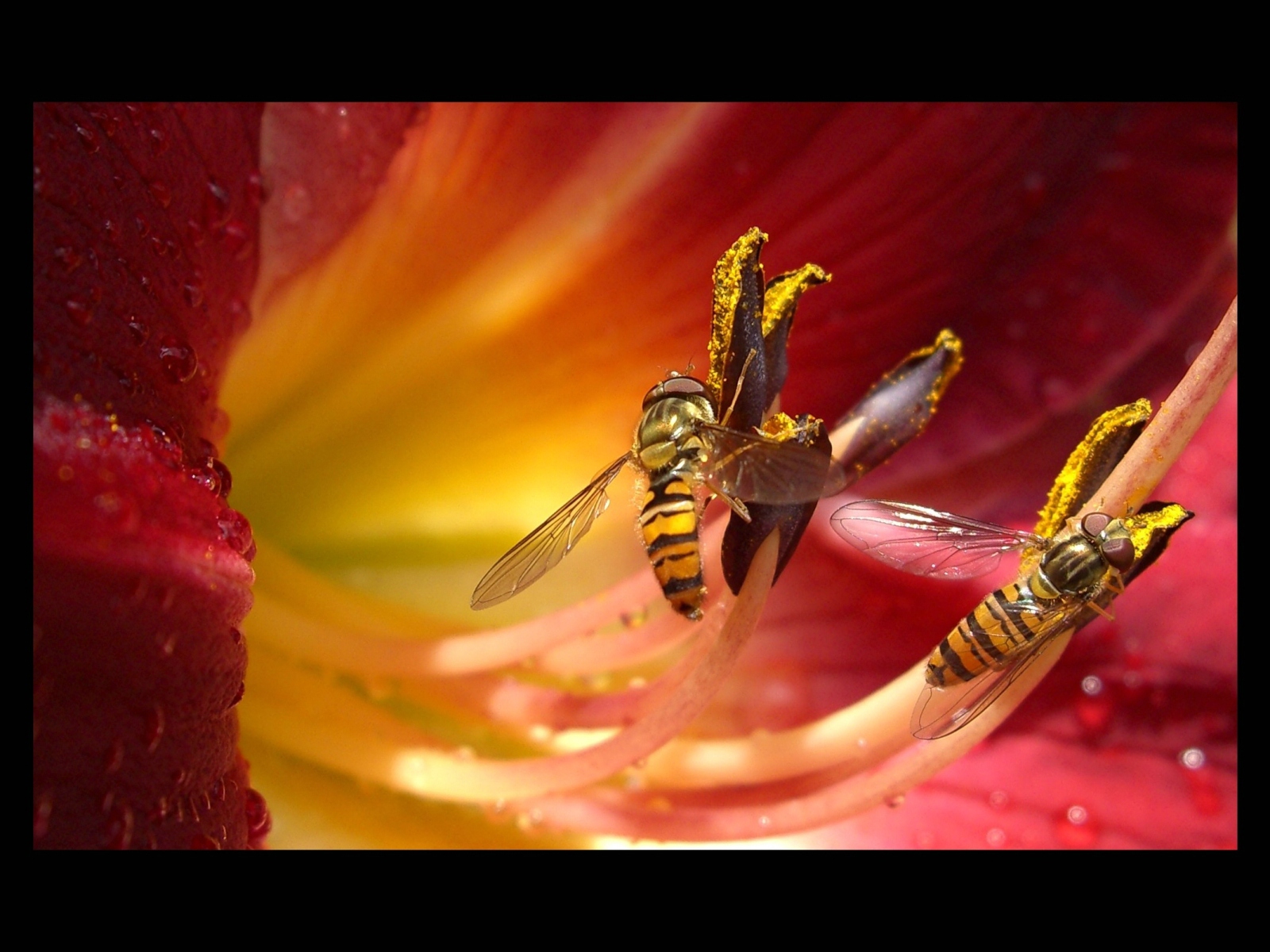 Fonds d'cran Animaux Insectes - Abeilles Gupes ... Le duo des syrphes