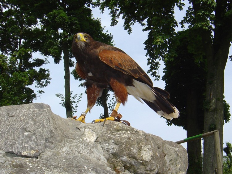 Fonds d'cran Animaux Oiseaux - Rapaces divers Oiseau02