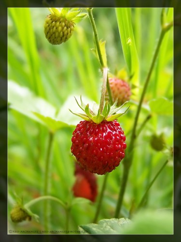 Fonds d'cran Nature Fruits Douceur des bois.