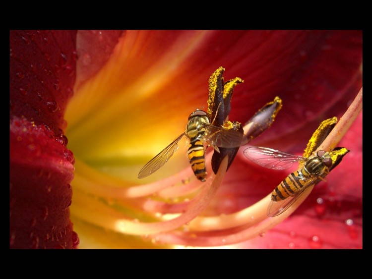 Fonds d'cran Animaux Insectes - Abeilles Gupes ... Le duo des syrphes