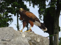 Fonds d'cran Animaux Oiseau02