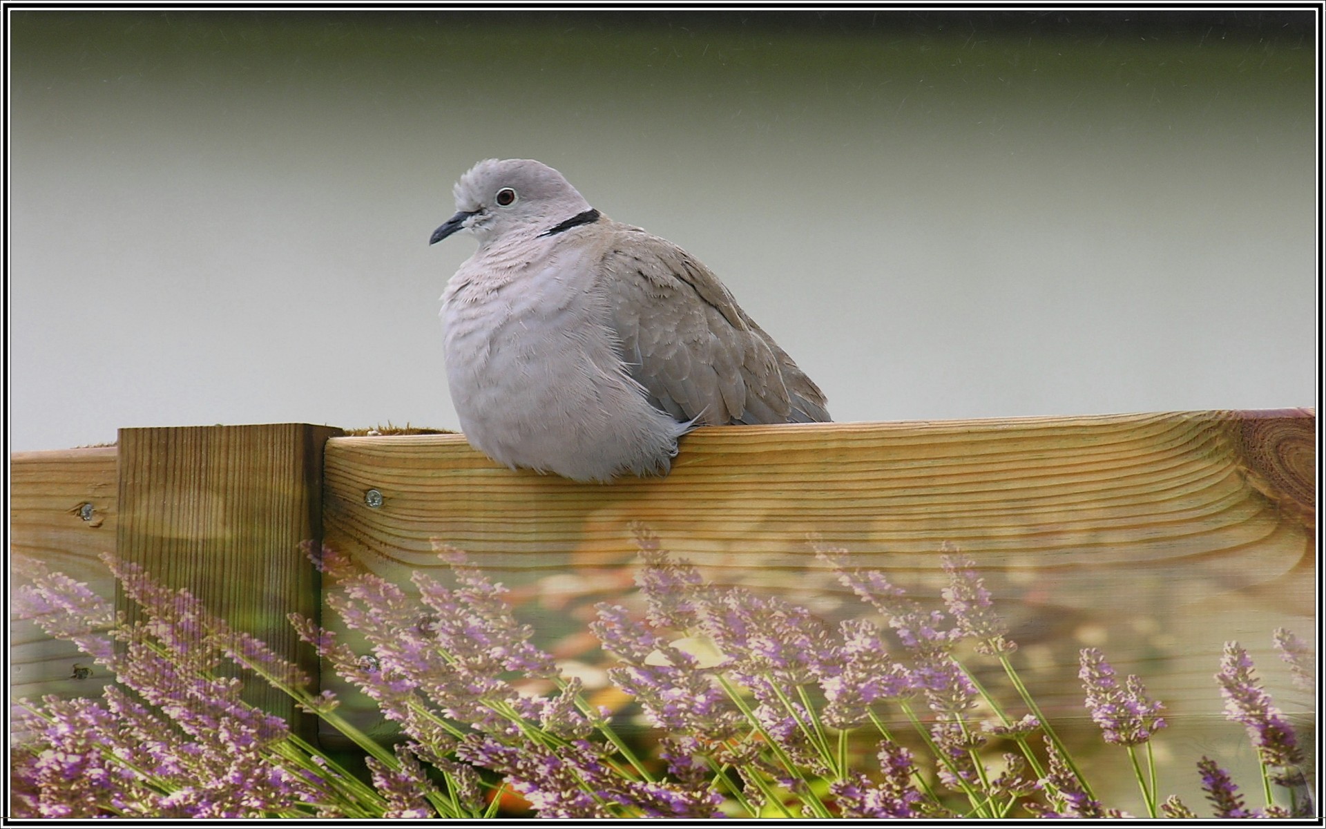 Wallpapers Animals Birds - Pigeons and Doves Heureuse!