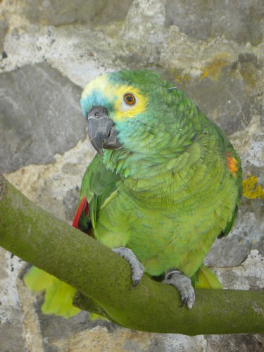 Fonds d'cran Animaux Oiseaux - Perroquets Perroquet01