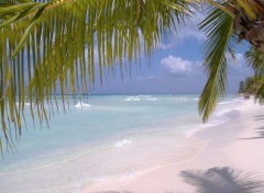 Wallpapers Nature ile Saona