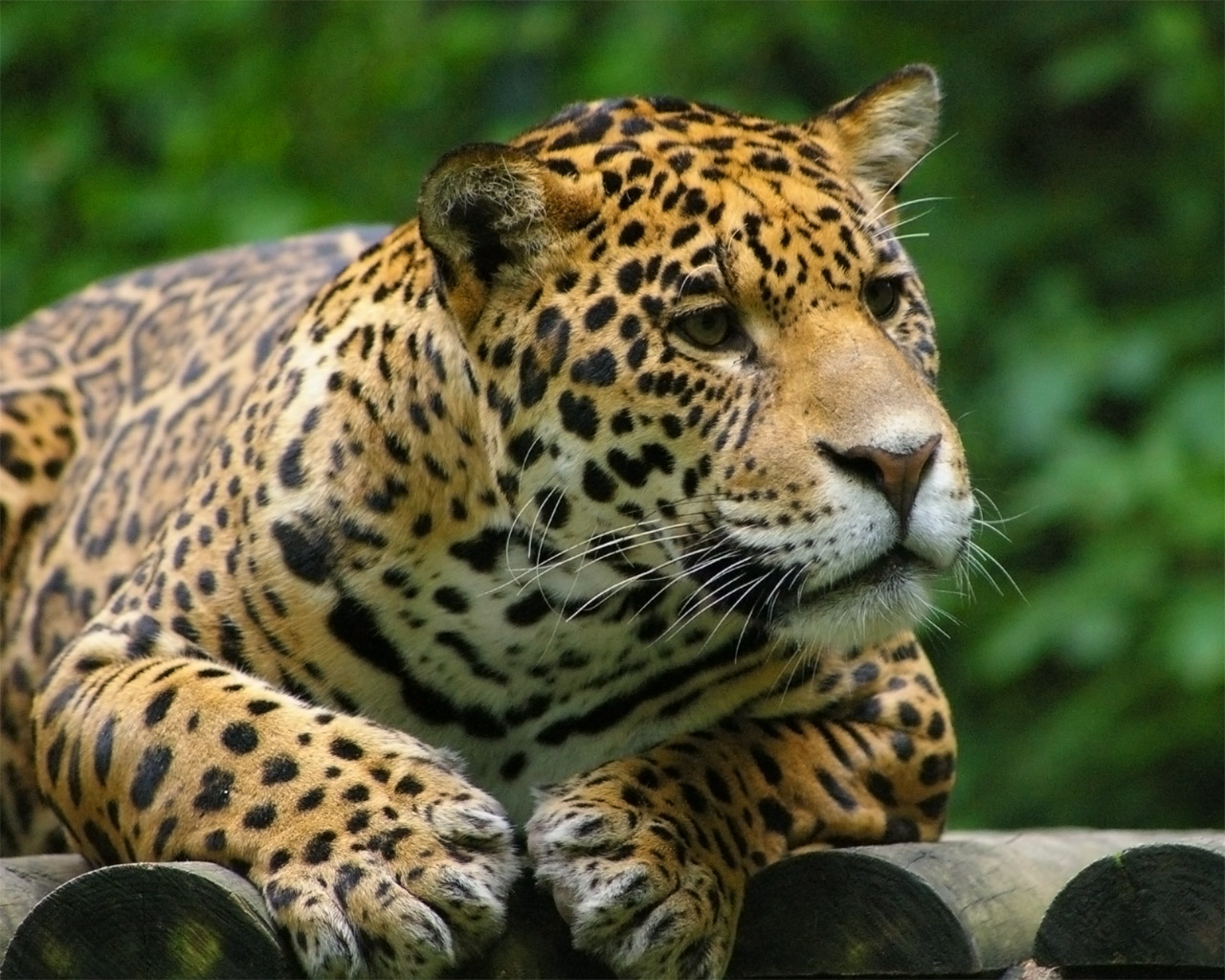 Wallpapers Animals Felines - Jaguars panthre