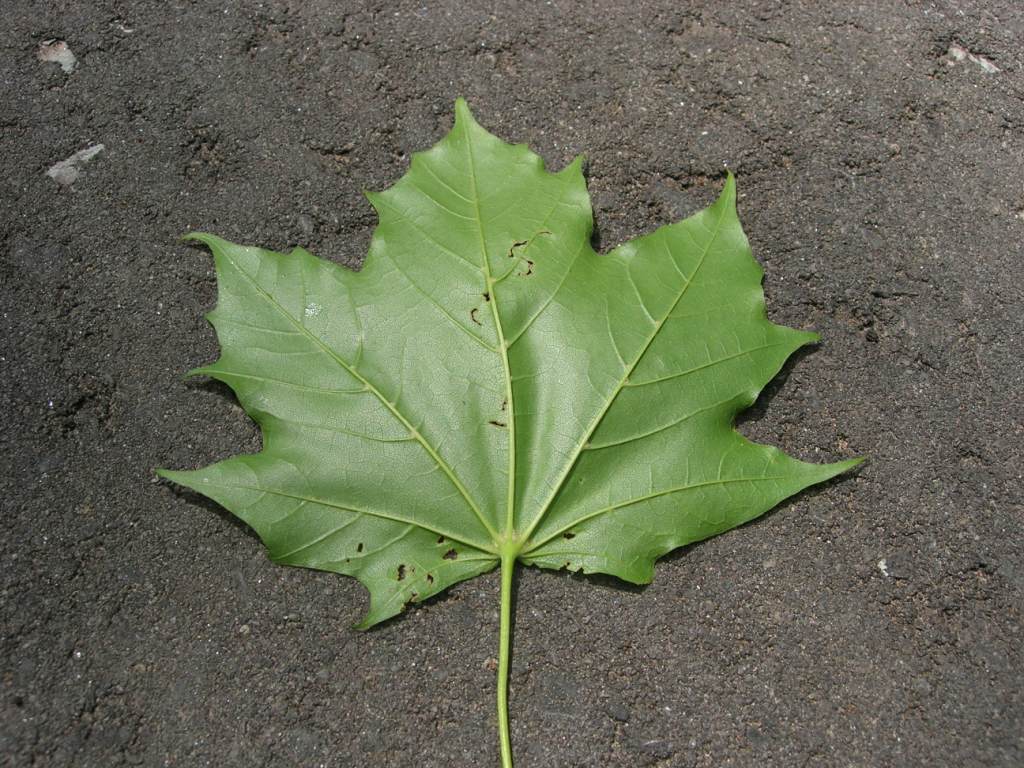 Fonds d'cran Nature Feuilles - Feuillages Maple leaf