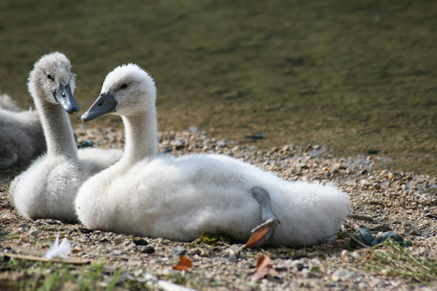 Wallpapers Animals Birds - Swans Bbs Cygnes