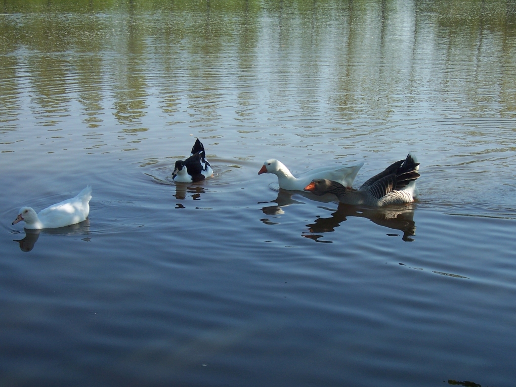 Wallpapers Animals Birds - Ducks Canards