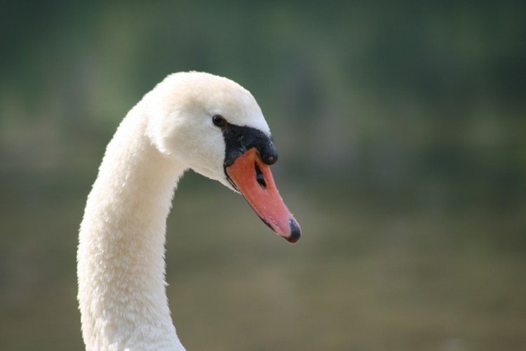 Wallpapers Animals Birds - Swans Portrait de Cygne