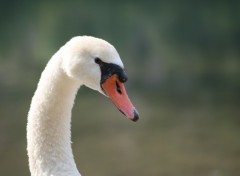 Wallpapers Animals Portrait de Cygne