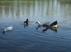 Wallpapers Animals Canards