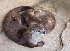 Fonds d'cran Animaux Loutres