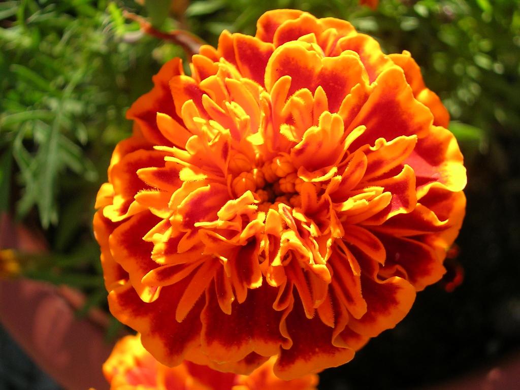 Fonds d'cran Nature Fleurs Une fleur orange...