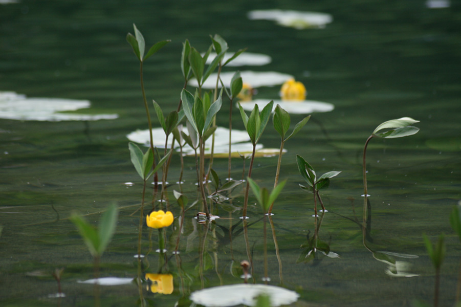 Wallpapers Nature Flowers Nenuphars