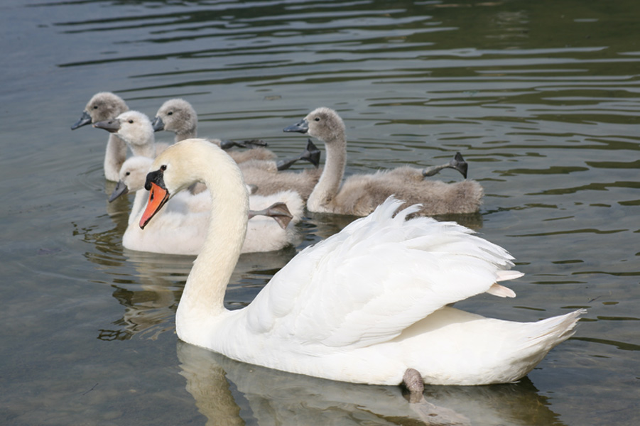 Wallpapers Animals Birds - Swans Cygnes