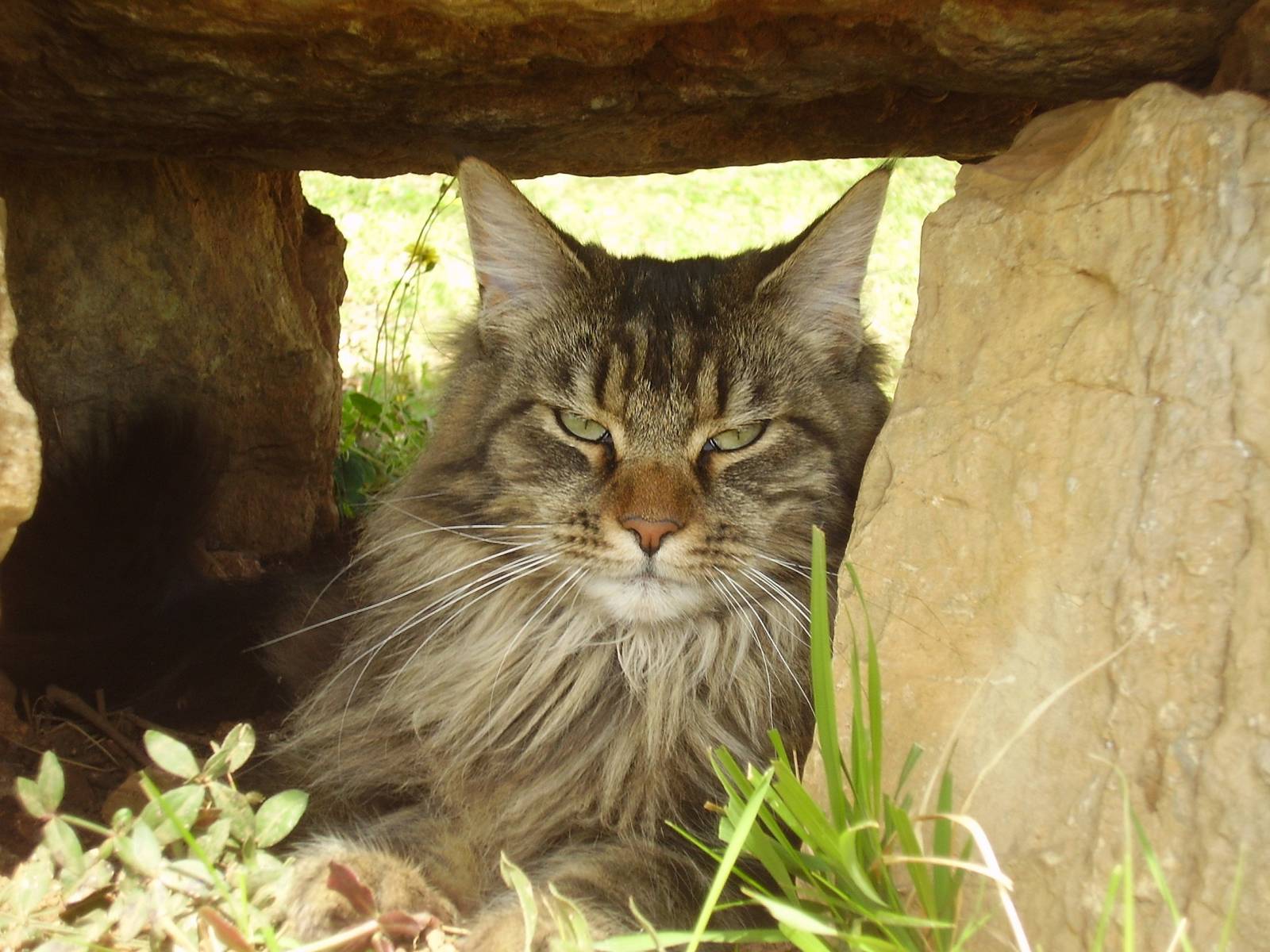 Fonds d'cran Animaux Chats - Chatons Vita