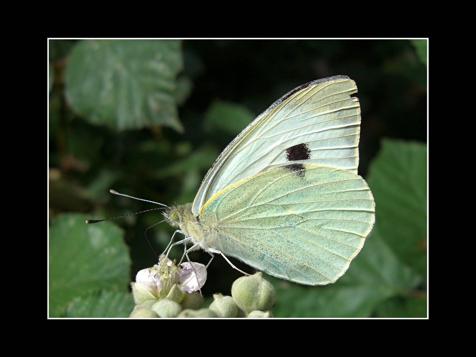 Fonds d'cran Animaux Insectes - Papillons La Piride et le roncier