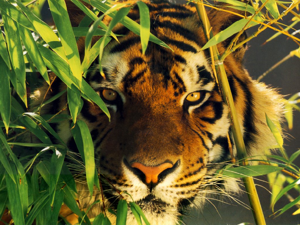 Wallpapers Animals Felines - Tigers 