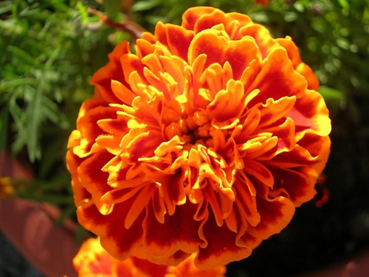 Wallpapers Nature Flowers Une fleur orange...