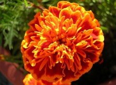 Wallpapers Nature Une fleur orange...