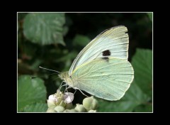 Fonds d'cran Animaux La Piride et le roncier