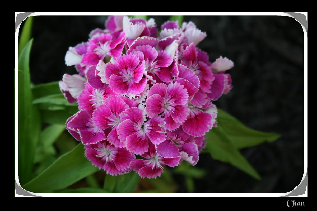 Fonds d'cran Nature Fleurs 