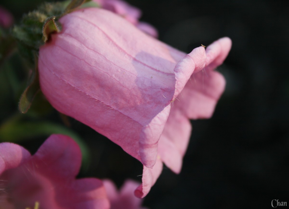 Fonds d'cran Nature Fleurs 