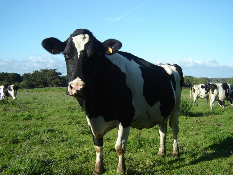 Fonds d'cran Animaux Vaches - Taureaux - Boeufs Champs de vaches bretonnes