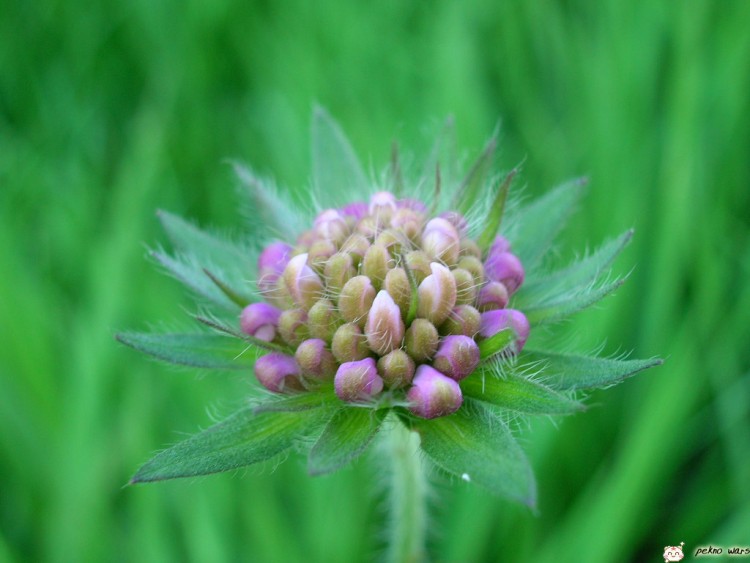 Fonds d'cran Nature Fleurs bouton de violette