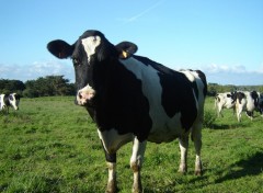 Fonds d'cran Animaux Champs de vaches bretonnes