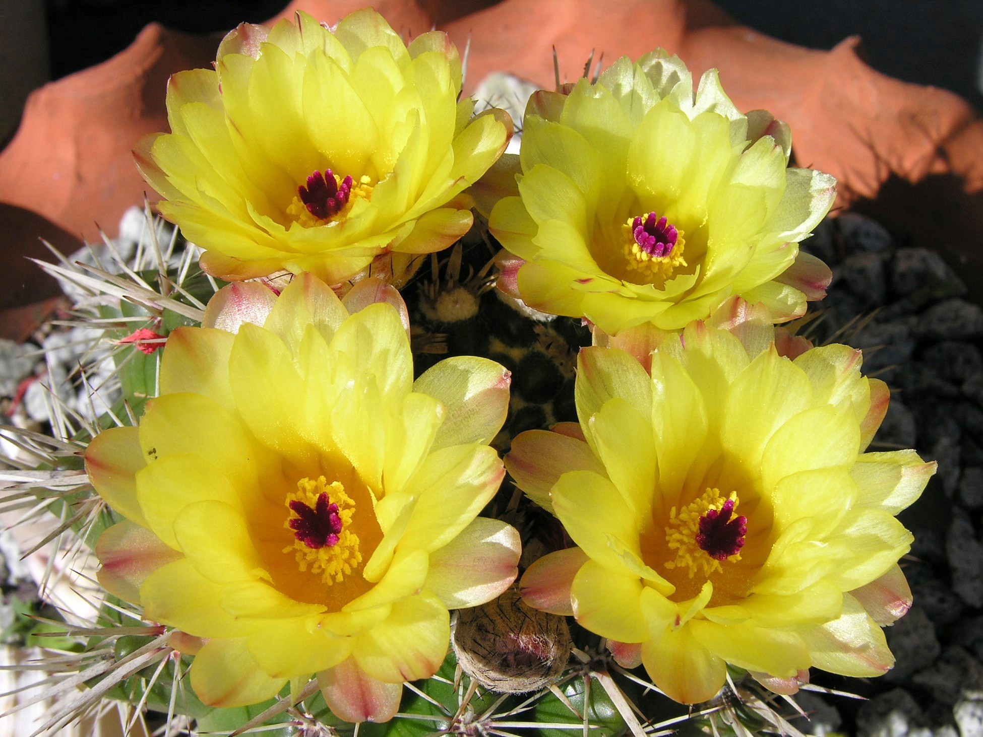 Fonds d'cran Nature Cactus Fleurs de cactus