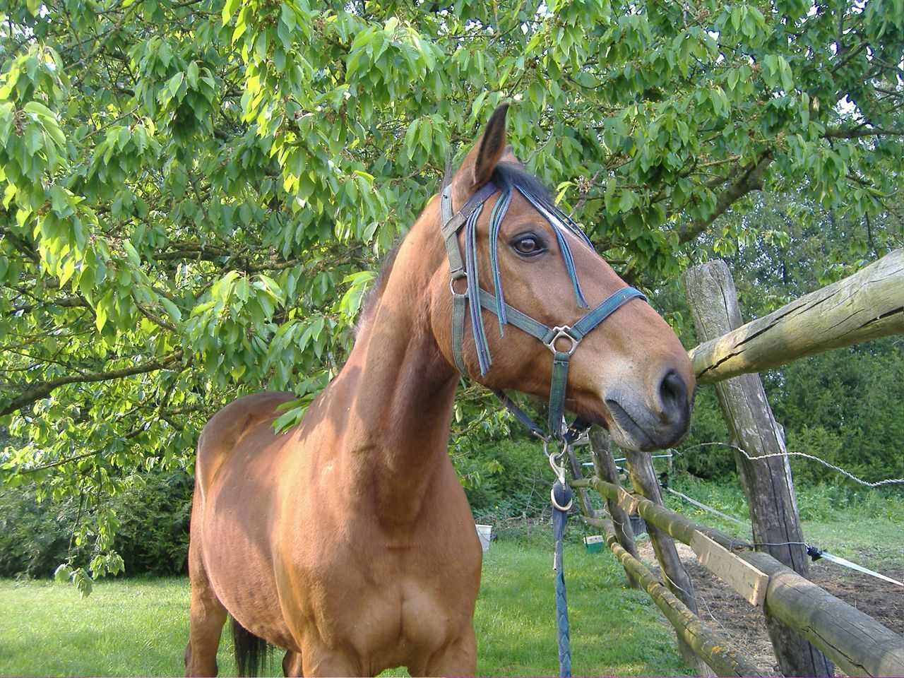 Fonds d'cran Animaux Chevaux Diapazon du Barlet