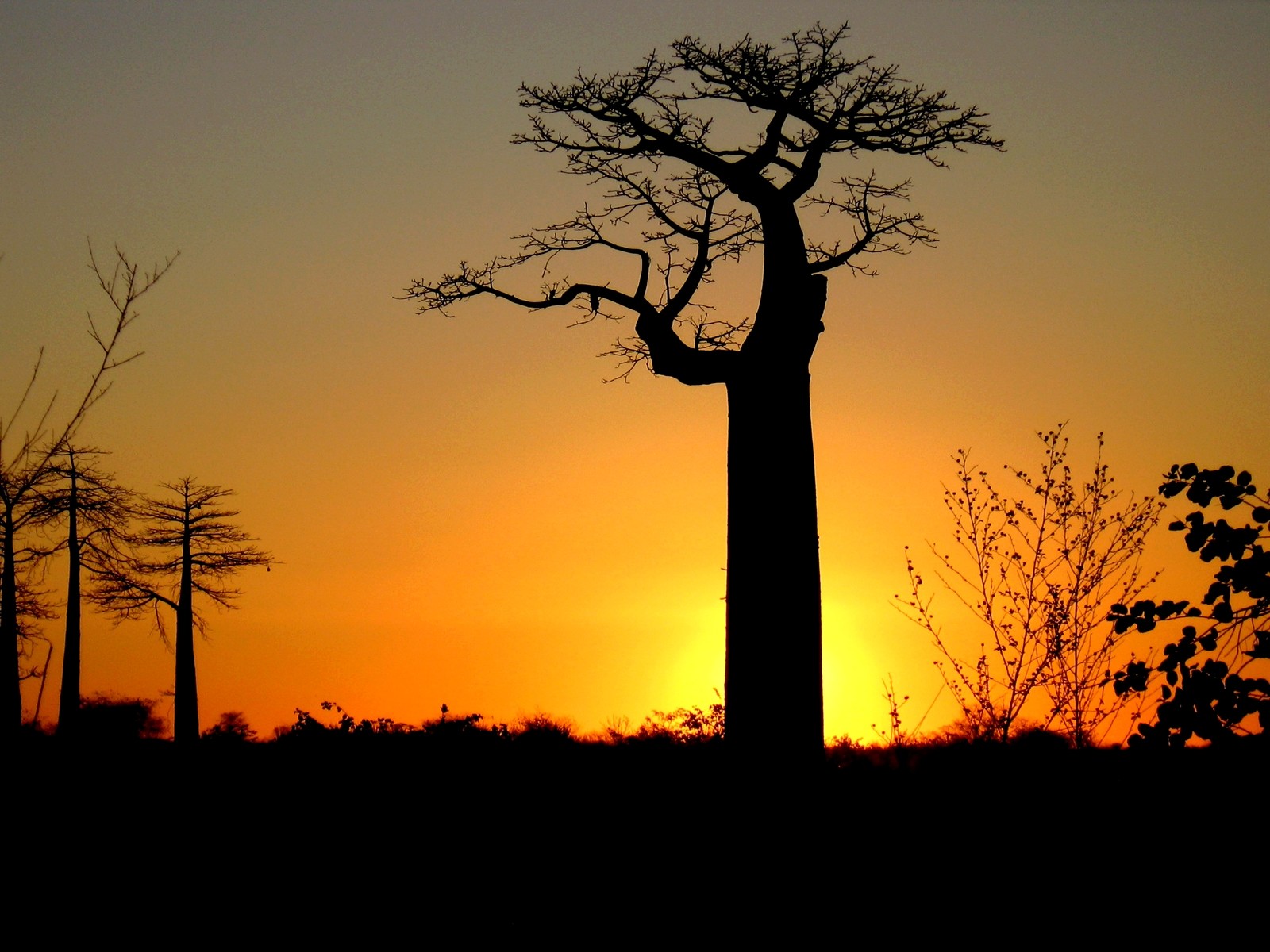 Fonds d'cran Nature Couchers et levers de Soleil Baobab o coucher du soleil